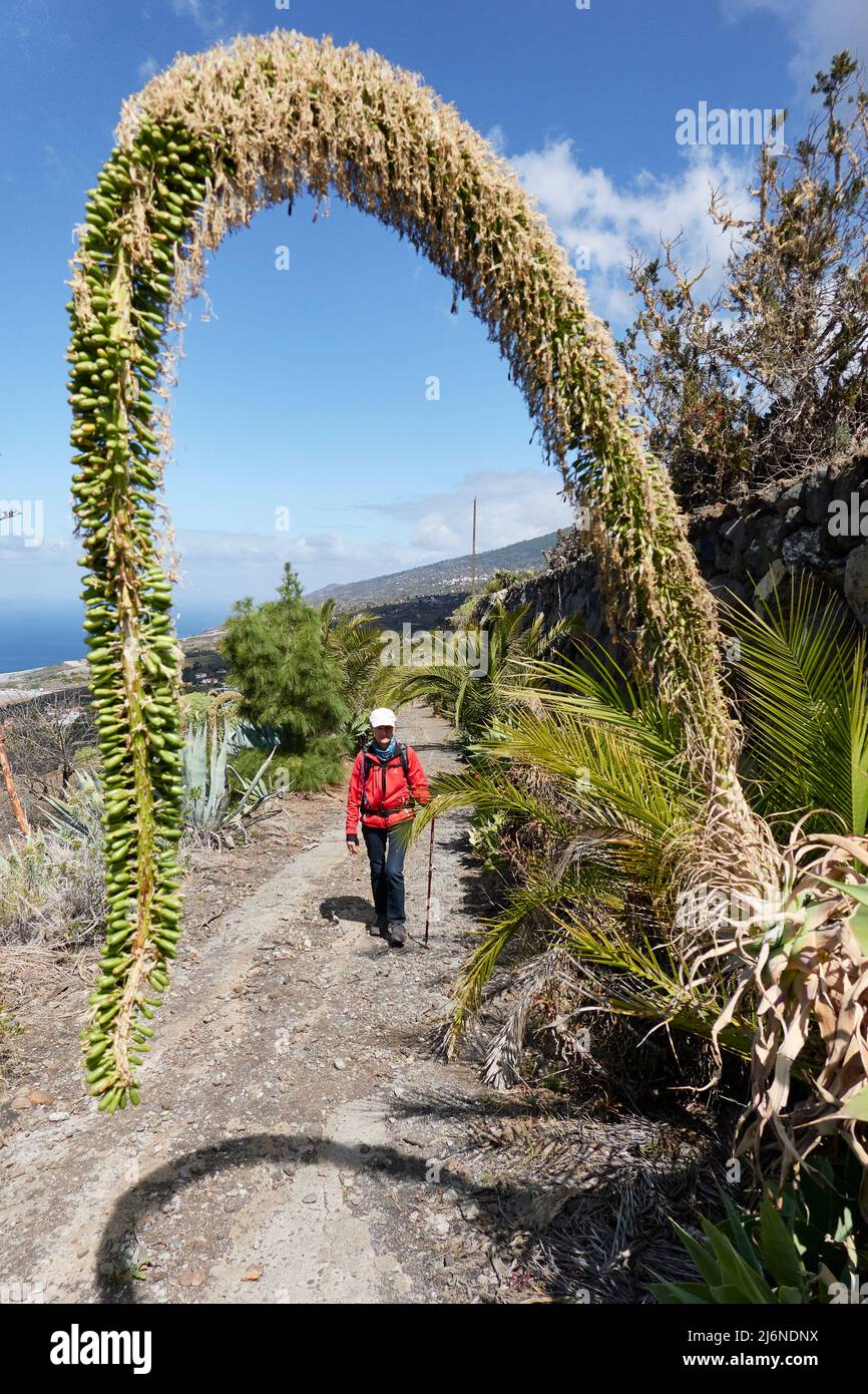 Woman Hikes The Camino Real. In The Foreground A Swan Neck Agave Bent Over The Path. Blue Sky. La Palma La Punta Canary Islands Spain Stock Photo