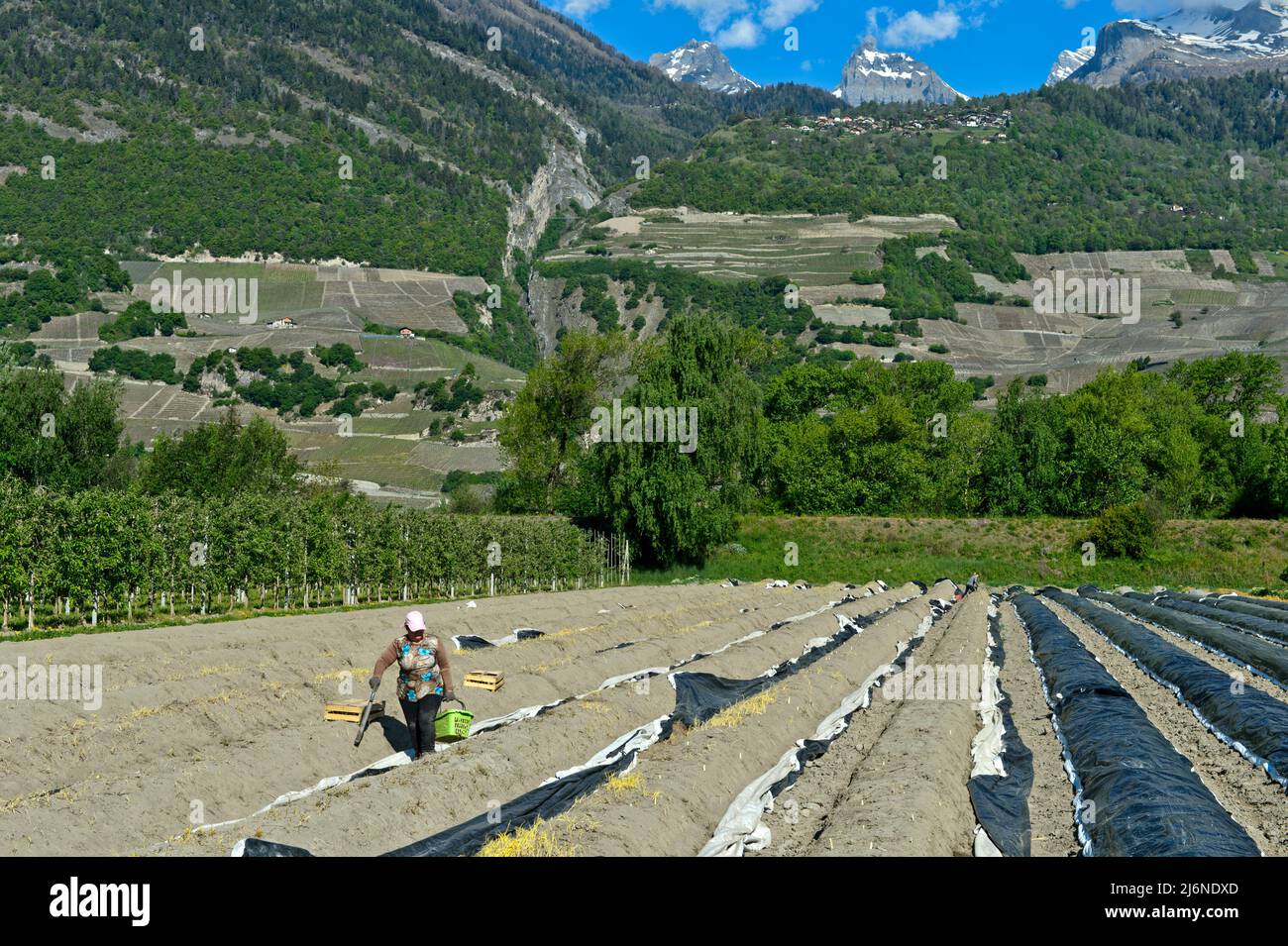 Harvest worker with a basket of asparagus in an asparagus field of the Philfruits agricultural company in the Rhone Valley, Riddes, Valais, Switzerlan Stock Photo