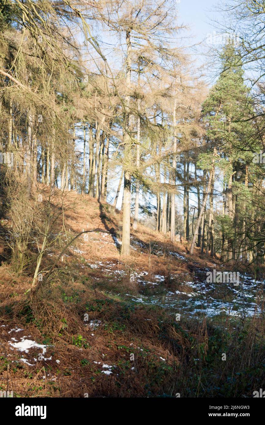 Winter woodland walk West Parkgate Lyme Park Cheshire England Stock