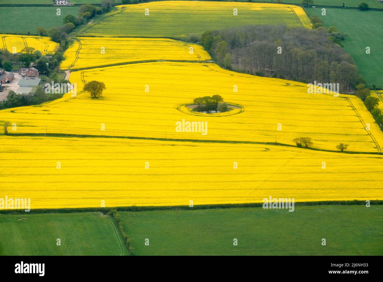 An aerial view of fields of Rape Seed oil ripening in the spring, north west England, UK Stock Photo