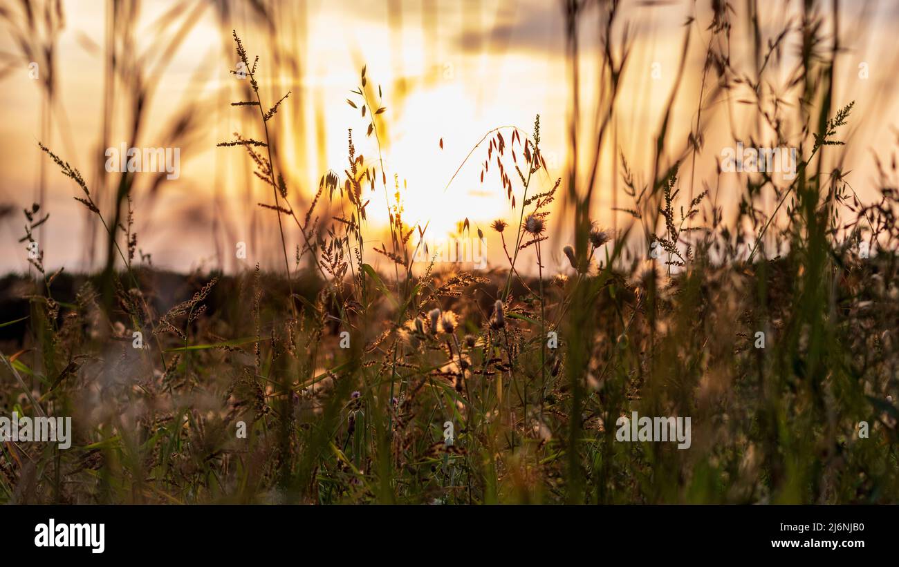 Golden grass field hi-res stock photography and images - Alamy