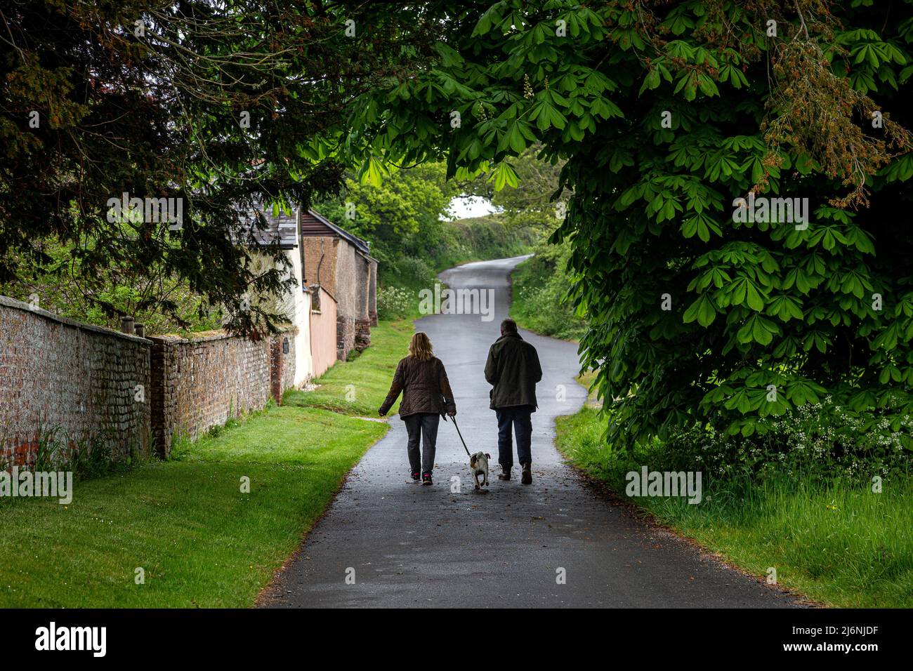dog walking in country lane,walking routes ,ountry lane,walking in country lane, walking the dog,walking routes , Stock Photo
