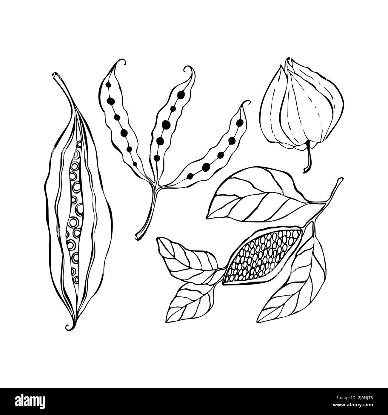 Seeds grain set hand drawing doodle outline, pod, grain, bean, physalis