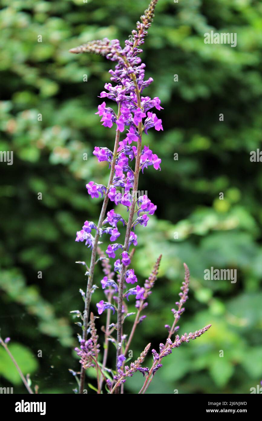 Purple toadflax flowers seen against a blurry green backdrop (Scotland) Stock Photo