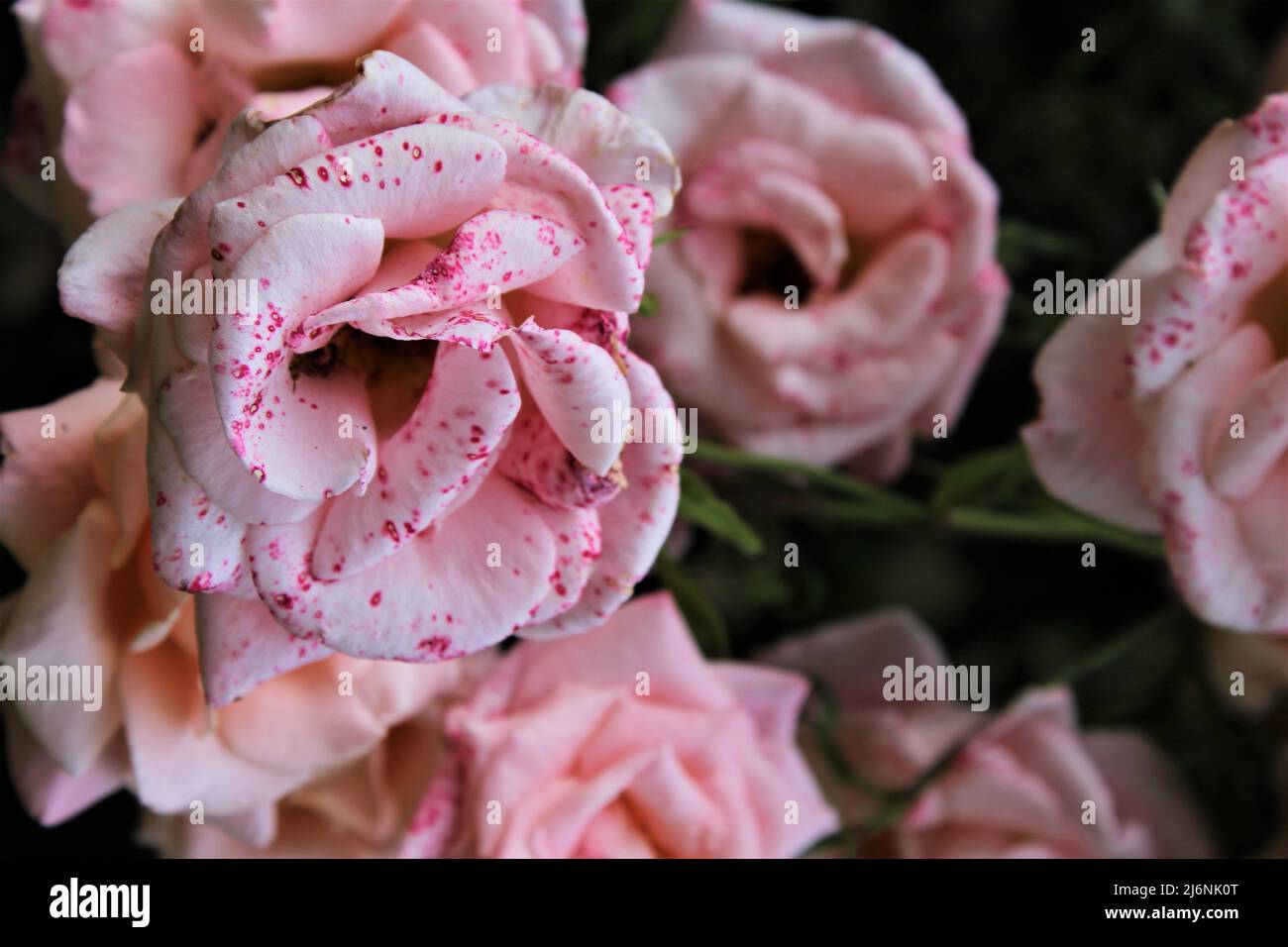 Pink roses speckled with darker pink dots - The result of a rose being infected with the fungal disease Botrytis cinerea. Stock Photo
