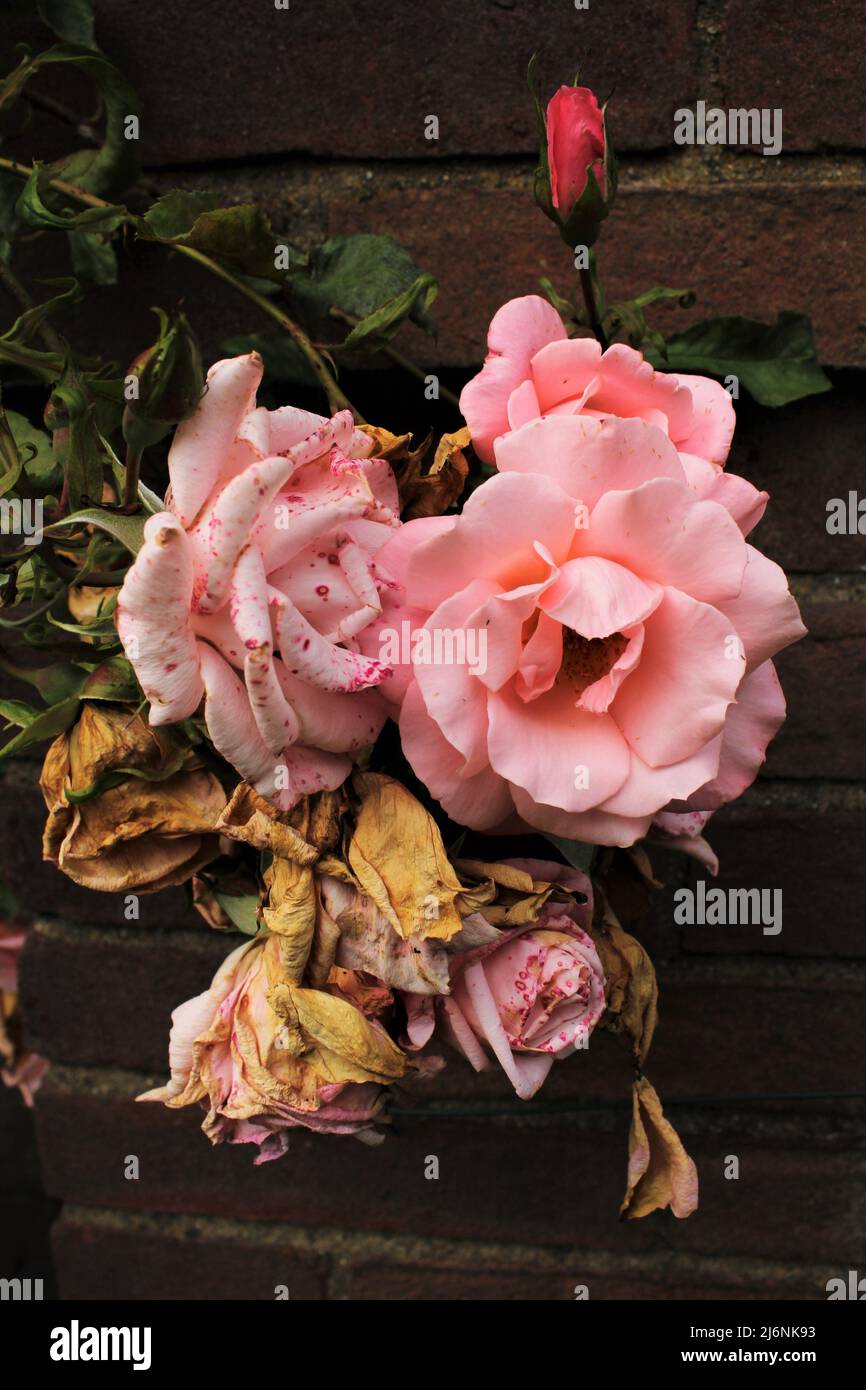 A bunch of roses in various stages of growth and decay, from a yet unopened bud to fully in bloom to decaying, showing the stages of a roses life. Stock Photo