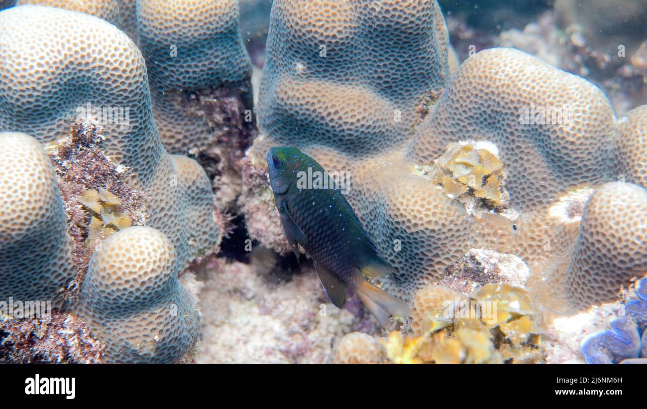 Jewel Damselfish in the coral reefs of Gulf of Thailand on snorkeling or dive Stock Photo