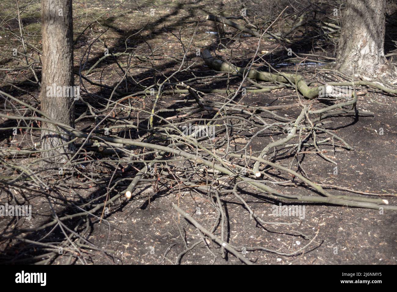 Sawn tree branches lying on the ground Stock Photo