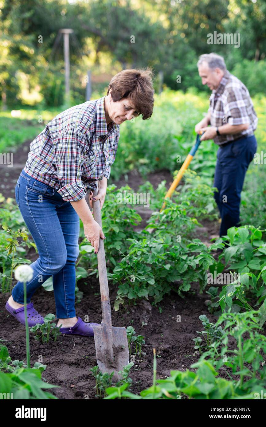 mature Man and woman gardeners with shovels while gardening Stock Photo
