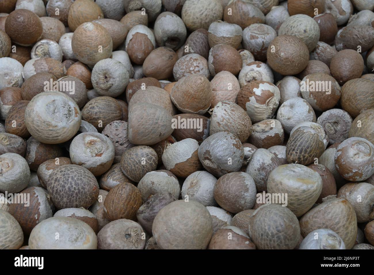 Side view of peeled Areca nuts or betel nuts (Areca catechu) Stock Photo