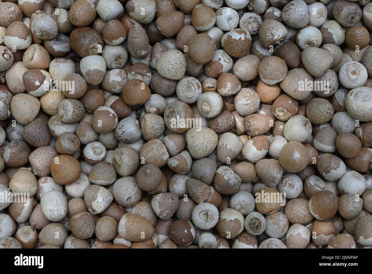 Overhead view of the husk removed piles of Areca nuts or betel nuts (Areca catechu) Stock Photo