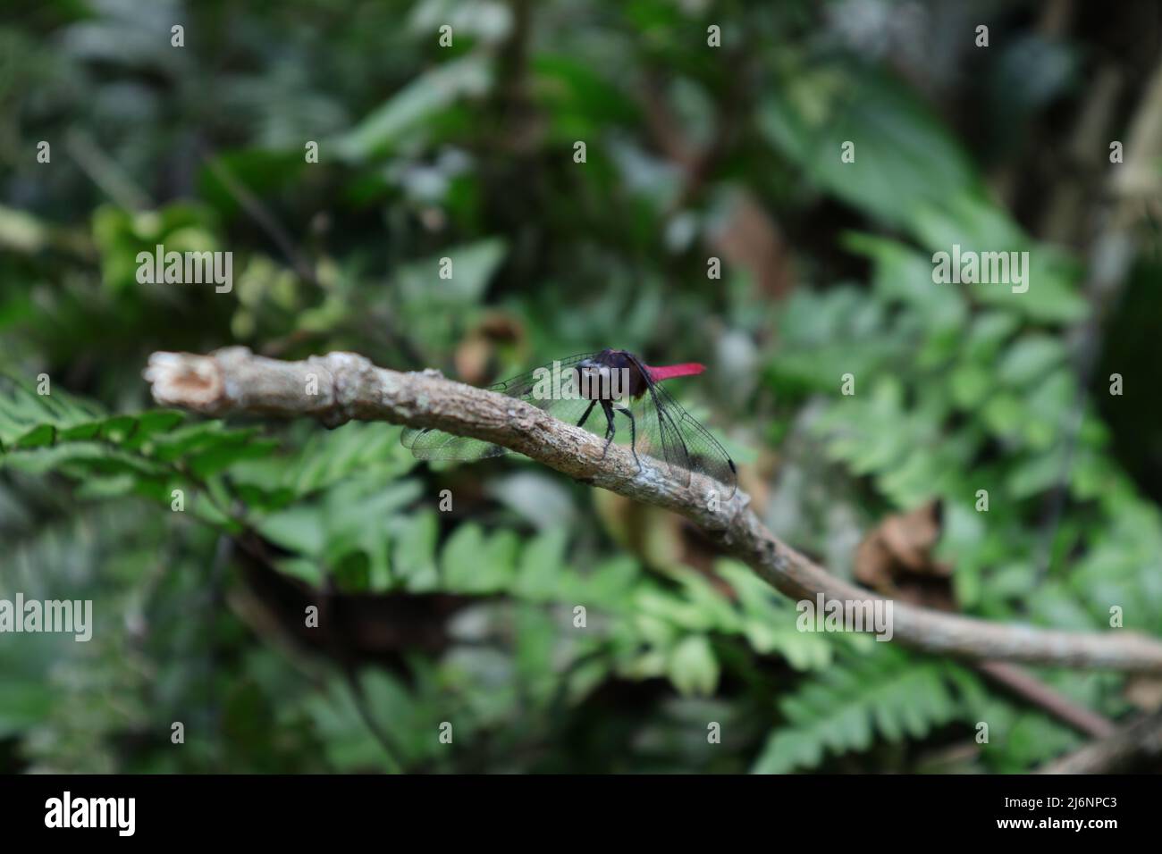 A male crimson tailed marsh hawk dragonfly sitting top of a dry rubber stem Stock Photo