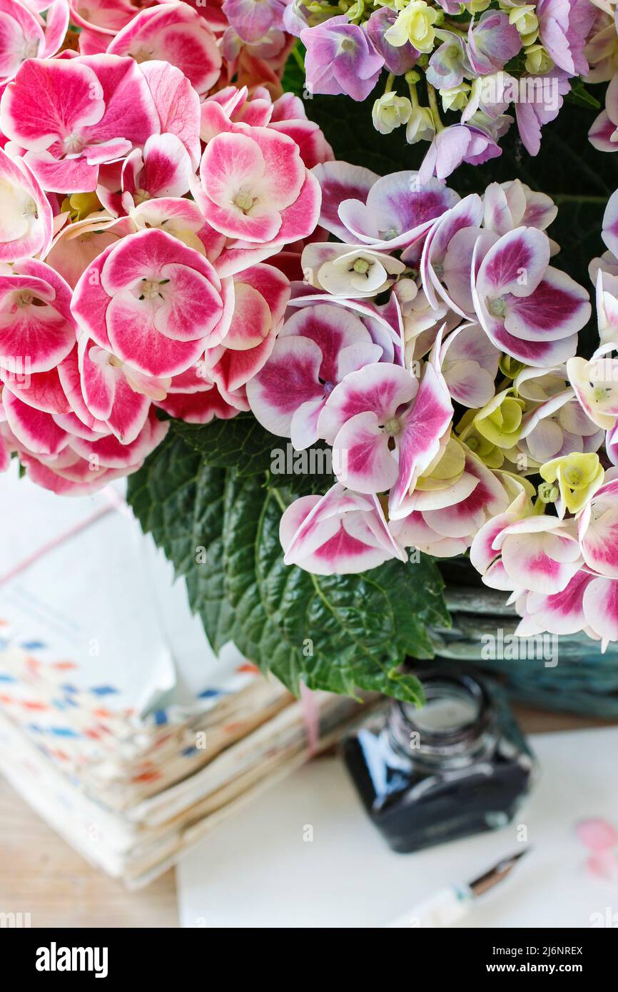 Hydrangea macrophylla (hortensia flower) and stack of vintage letters in  the background Stock Photo - Alamy