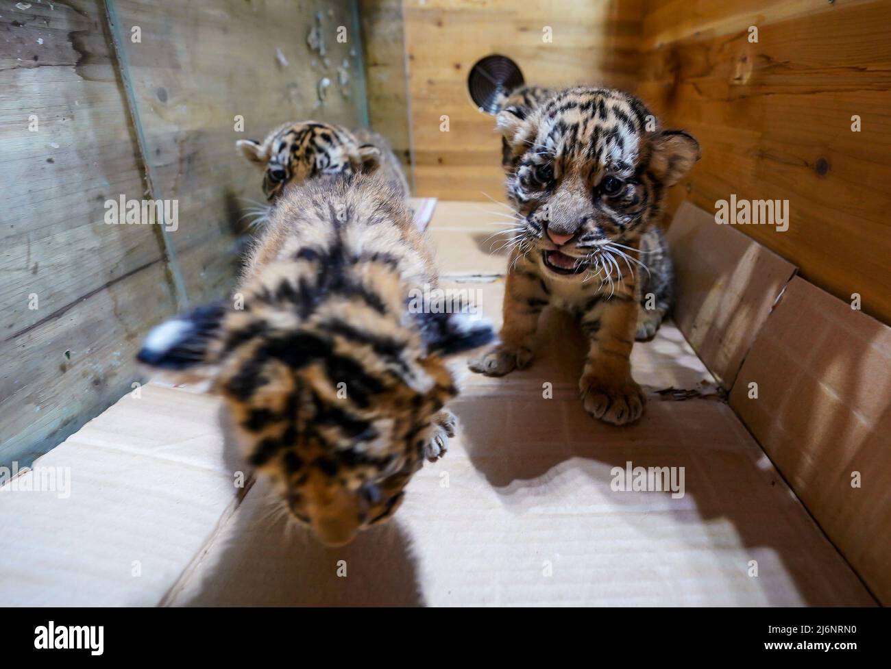Three Sets Of Baby Tiger Paws at Potter Park Zoo - ZooBorns