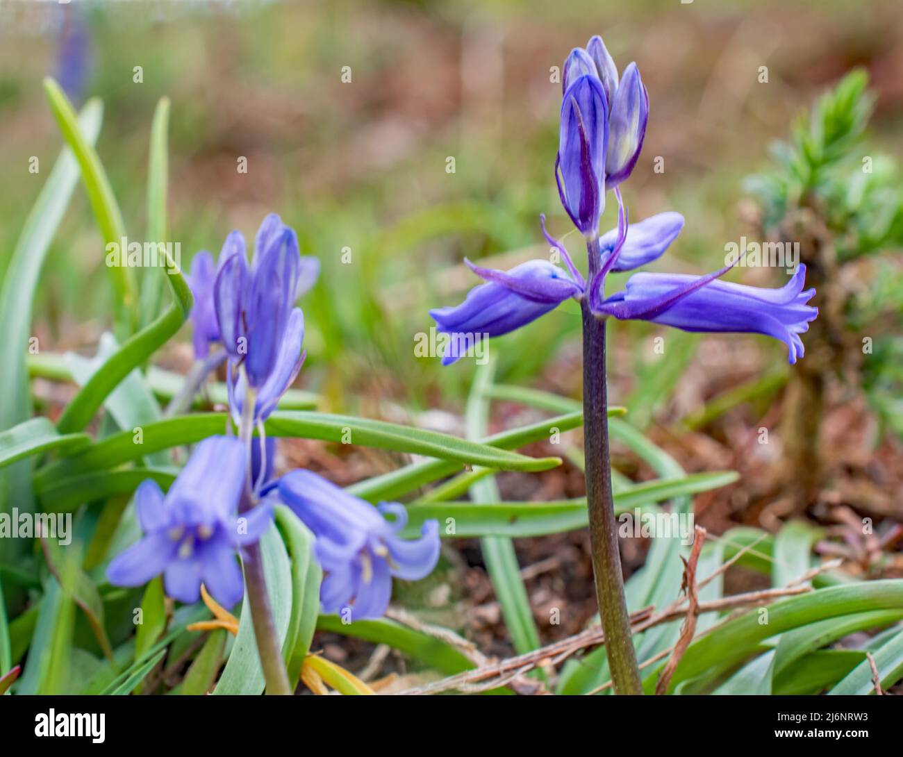 A Bluebell in glorious colour in Ashdown Forest England woods Stock Photo