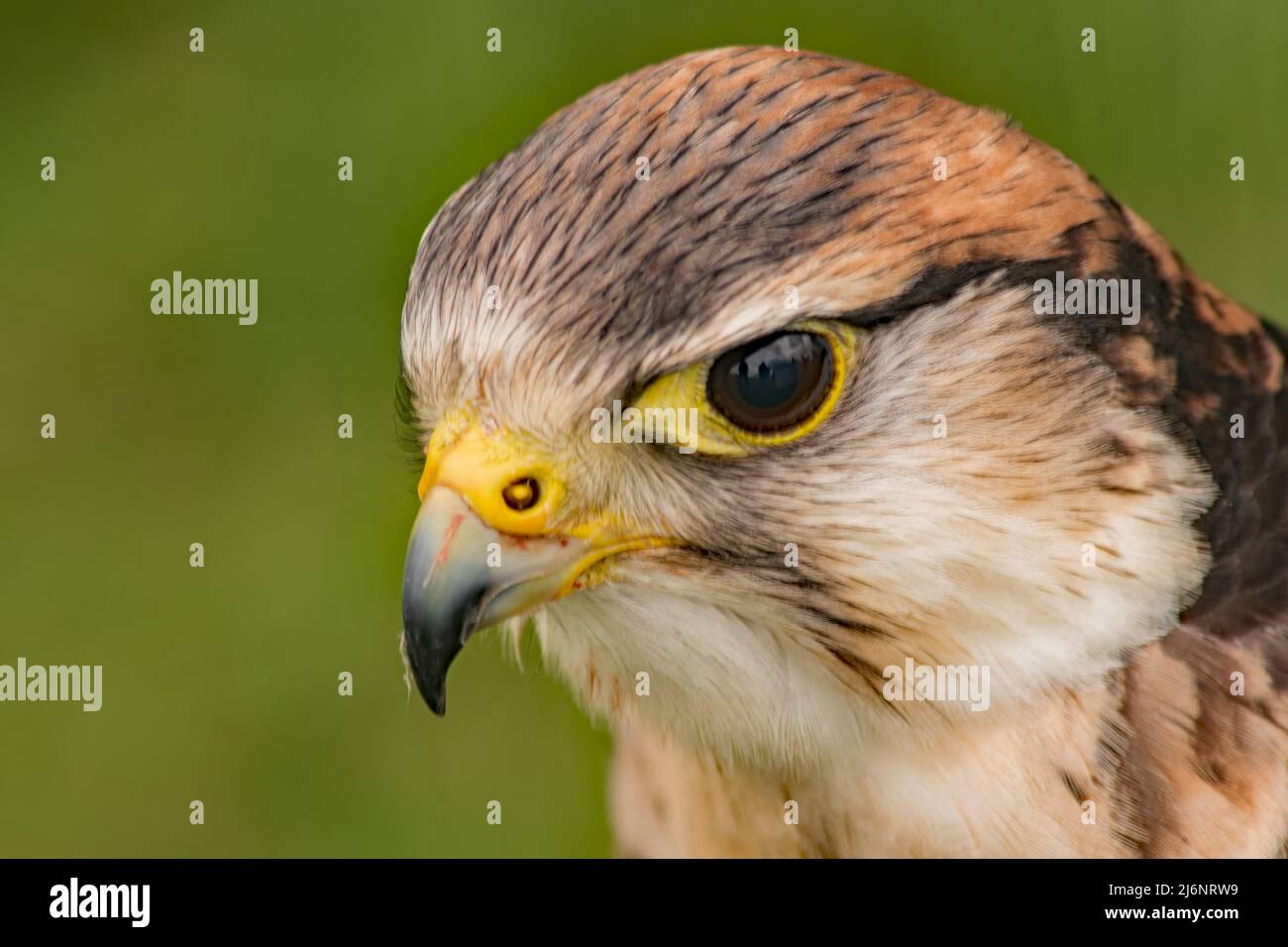 A close up of a resting  Falcon's Eye head with a reflecting eye Stock Photo
