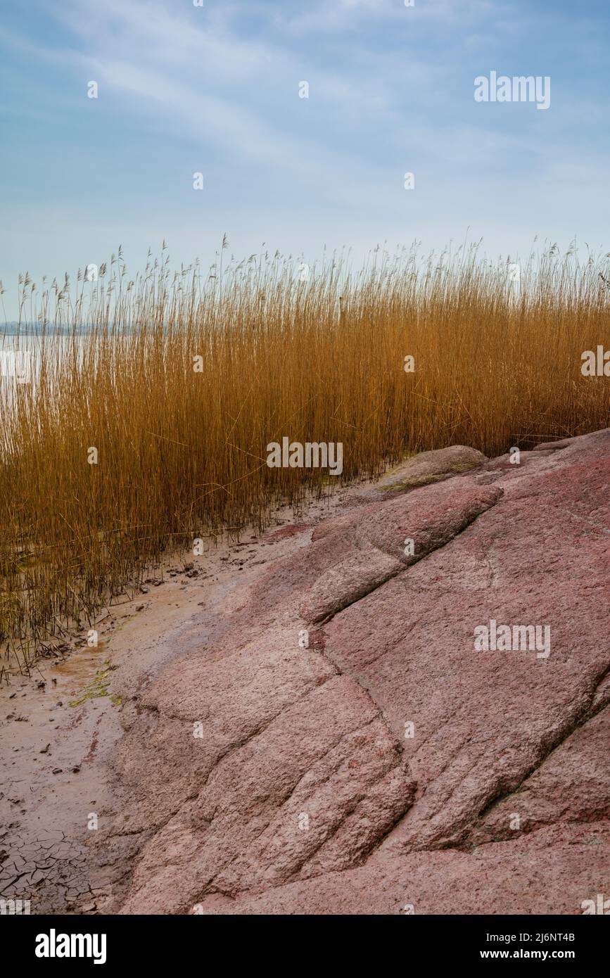 Severn Estuary shoreline reeds, England. Stock Photo