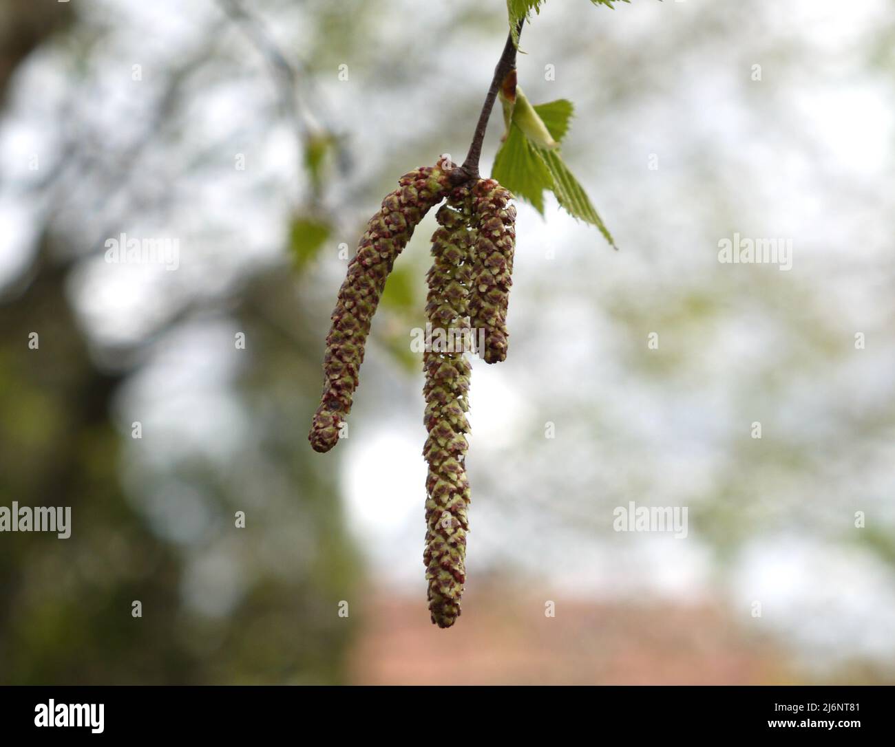 Birch seeds hanging in the air Stock Photo