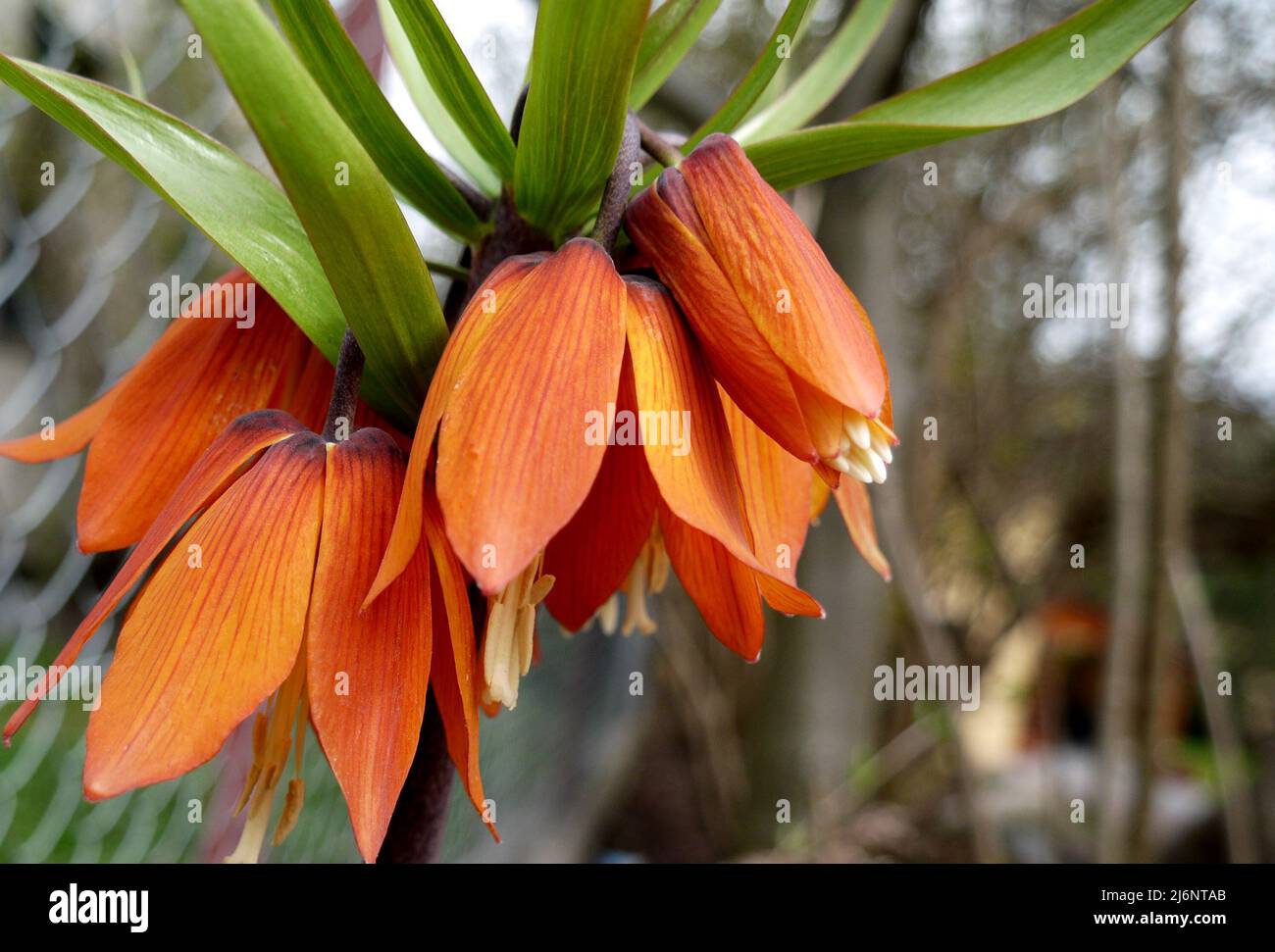 Fritillaria Imperialis Blossoming Flower Closeup Stock Photo Alamy