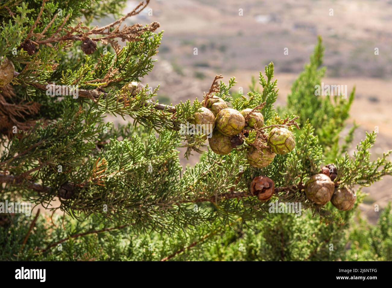 Green cypress branch with cones. Fresh twigs with fruits Greece Stock Photo