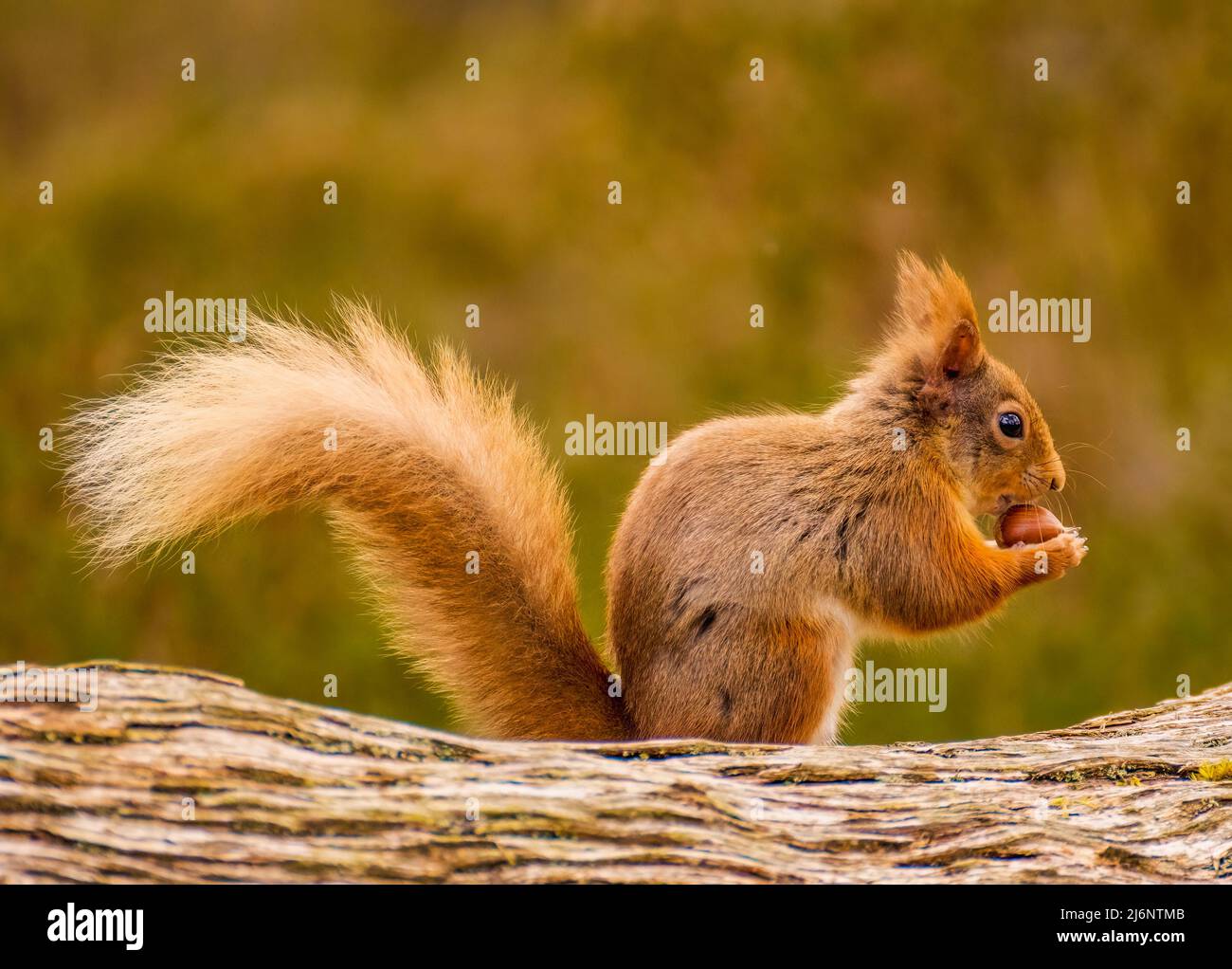 Red Squirrel Stock Photo