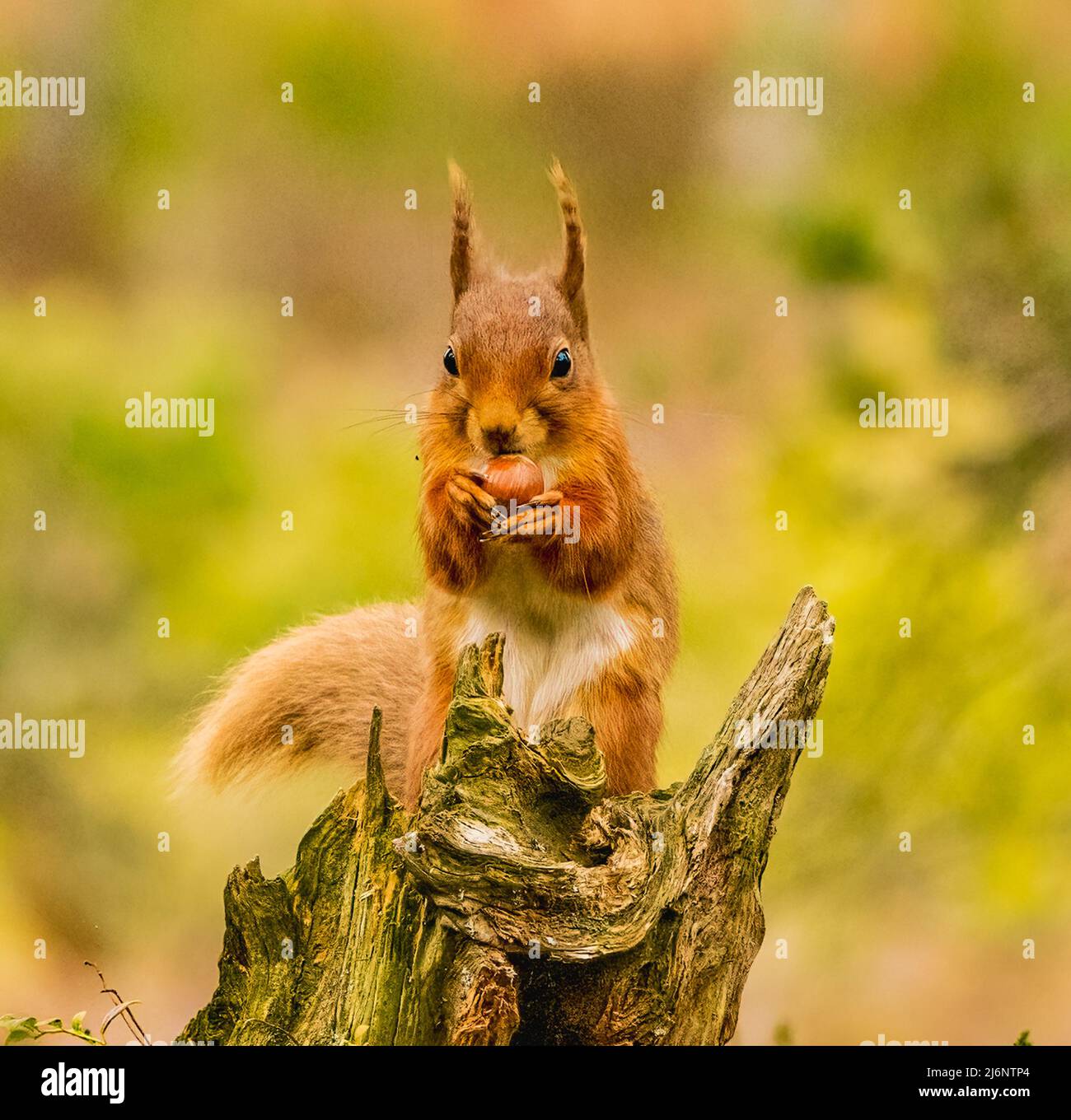 Red Squirrel Stock Photo