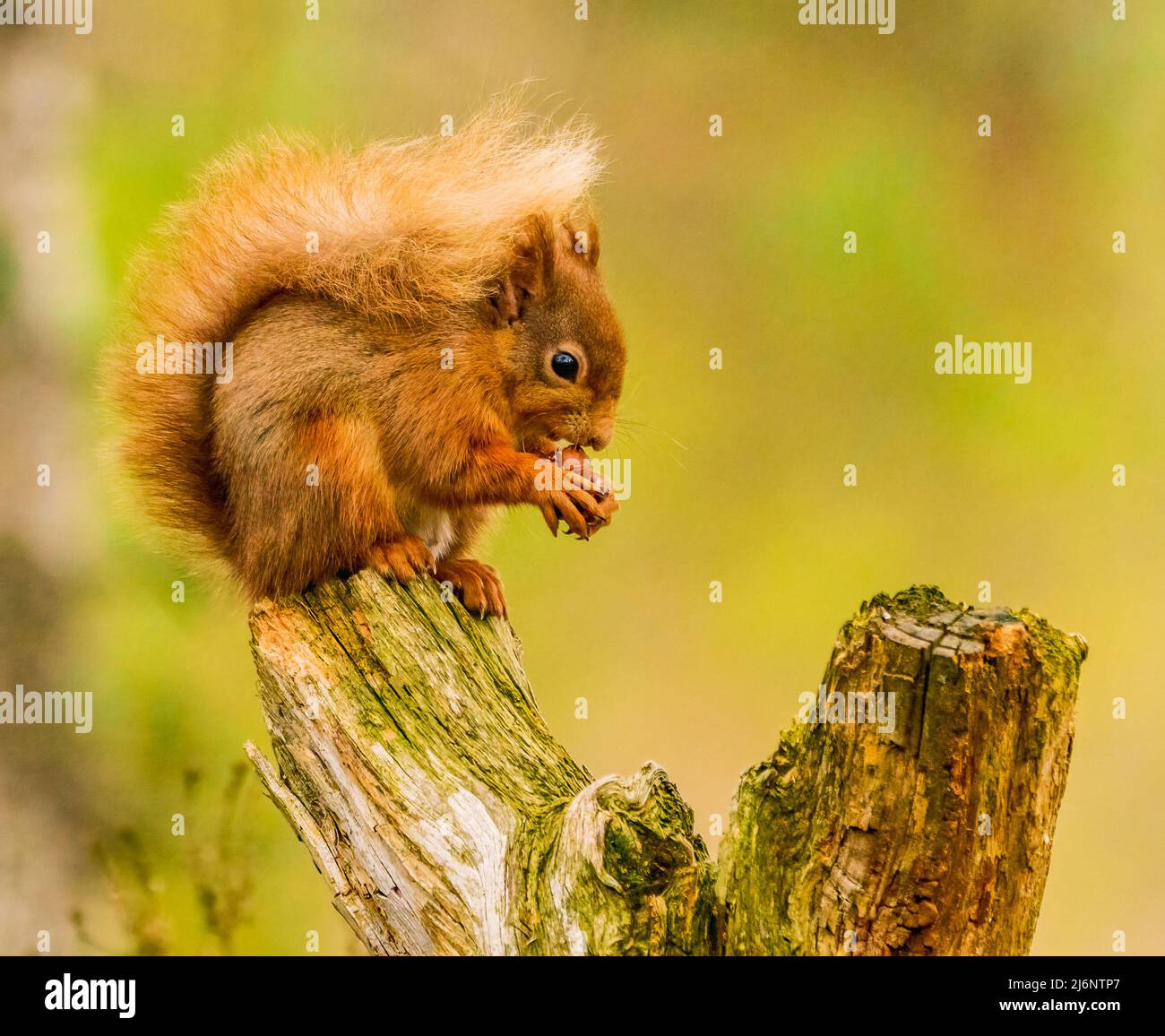 Red Squirrel Stock Photo