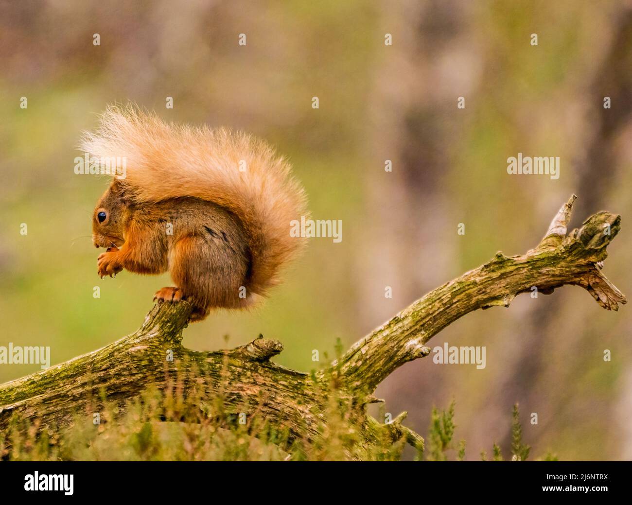 Red Squirrel Stock Photo