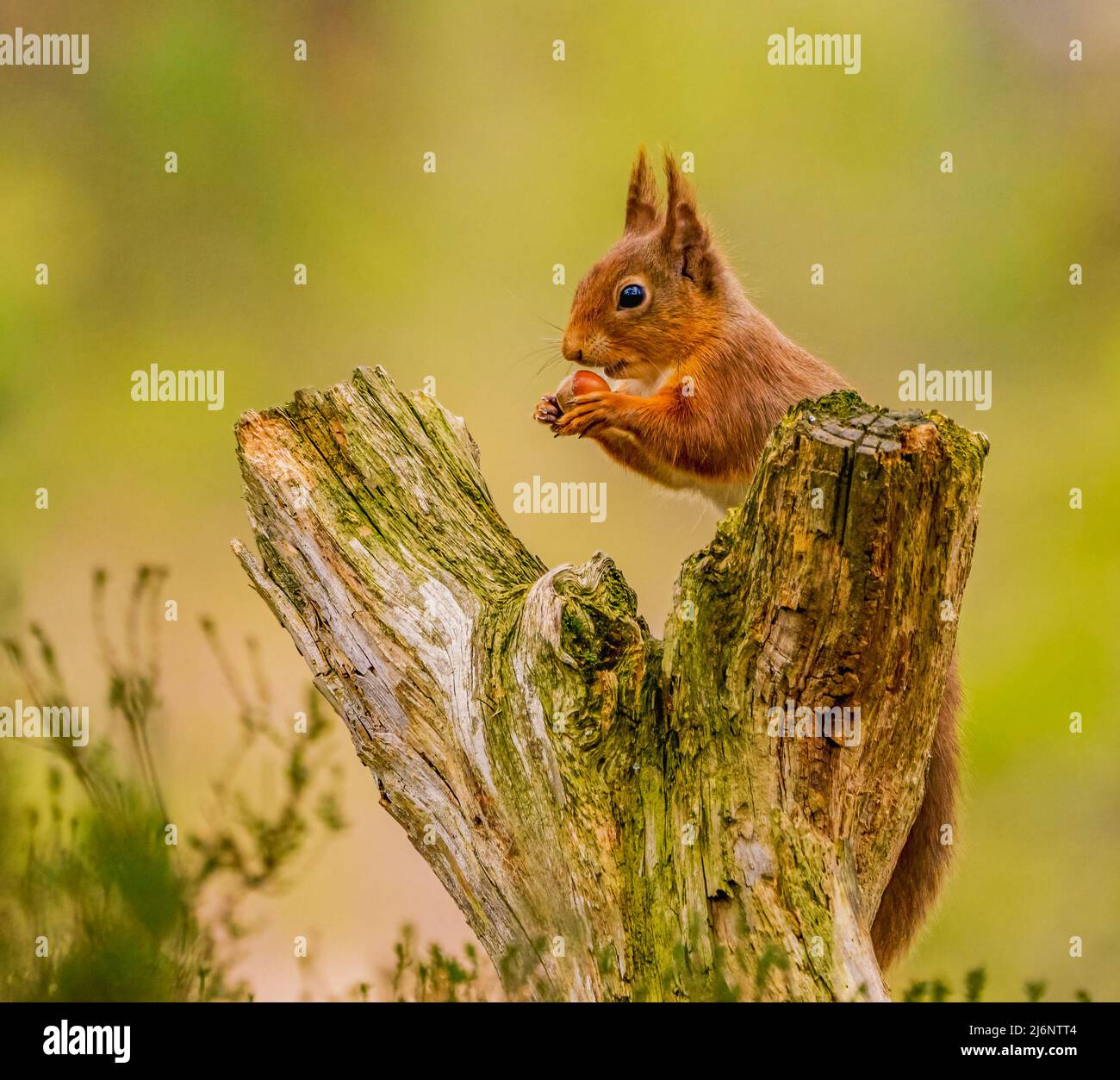 Red Squirrel Stock Photo