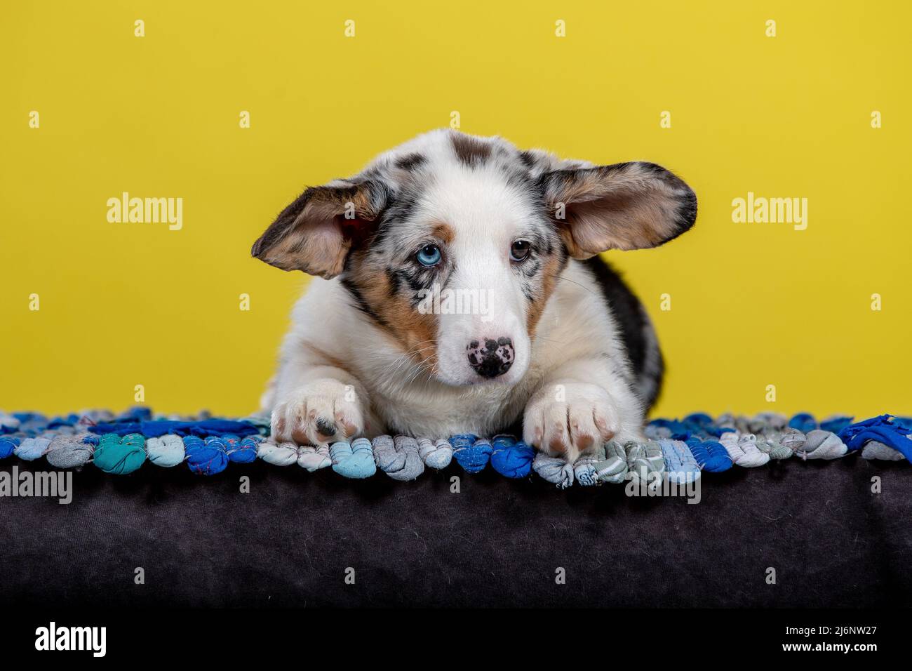 Welsh blue eyes hires stock photography and images Alamy