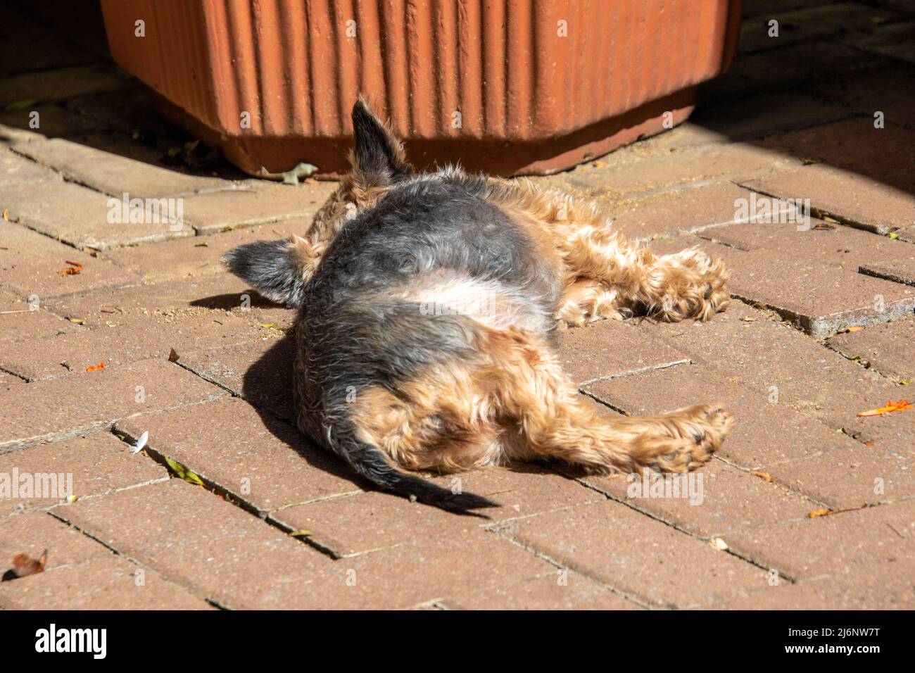 Pet dog sleeping in the sun on a paved verandah Stock Photo Alamy