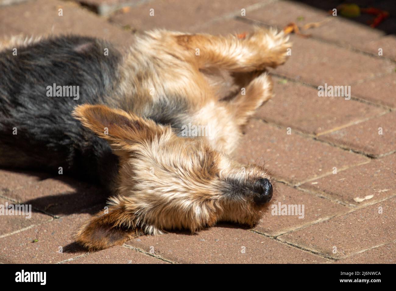Pet dog sleeping in the sun on a paved verandah Stock Photo Alamy
