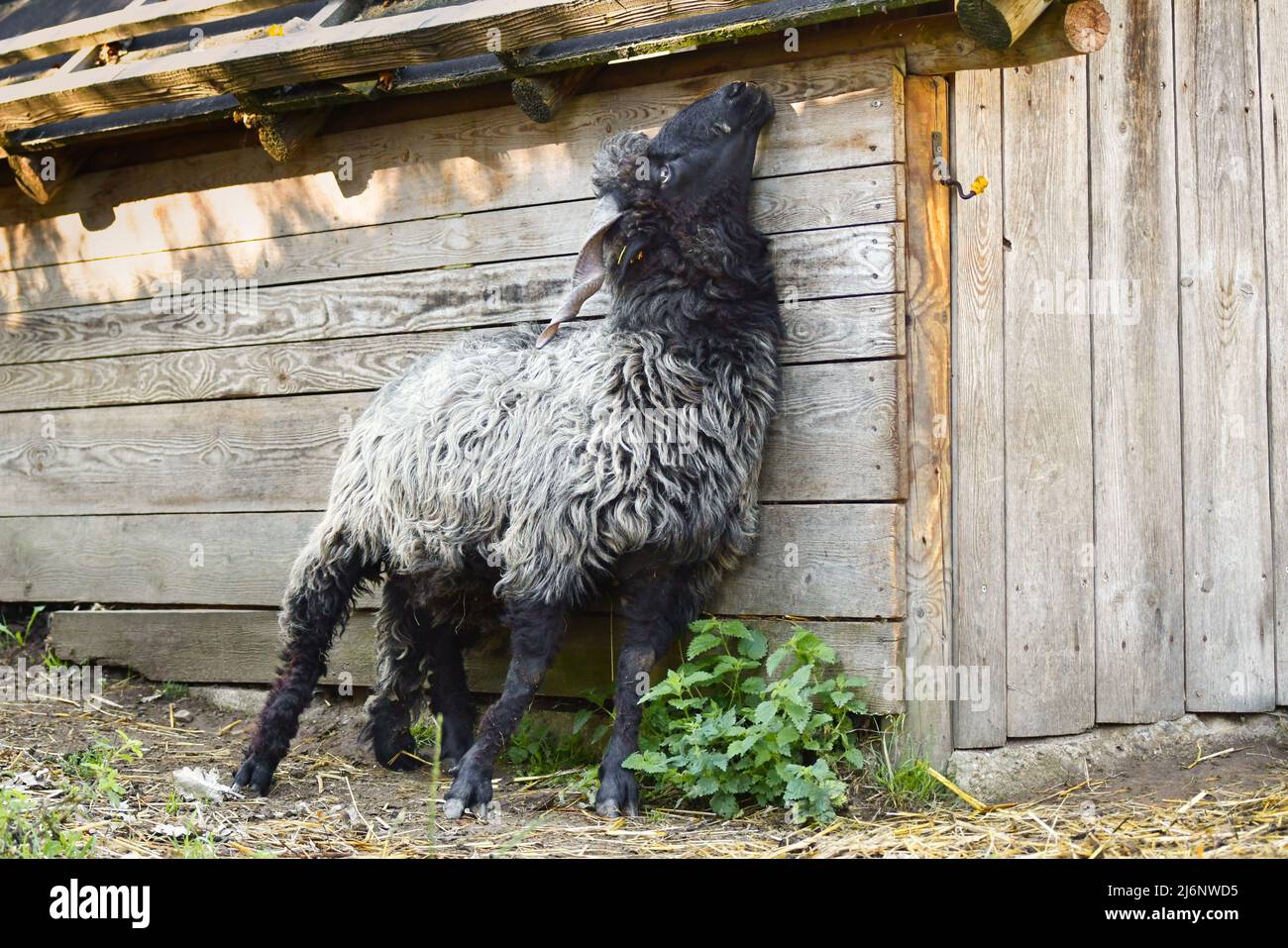 A male black Hortobagy Racka sheep (Ovis aries strepsiceros Hungaricus) with long spiral shaped horns scratching itself with its horns at the barn. Stock Photo