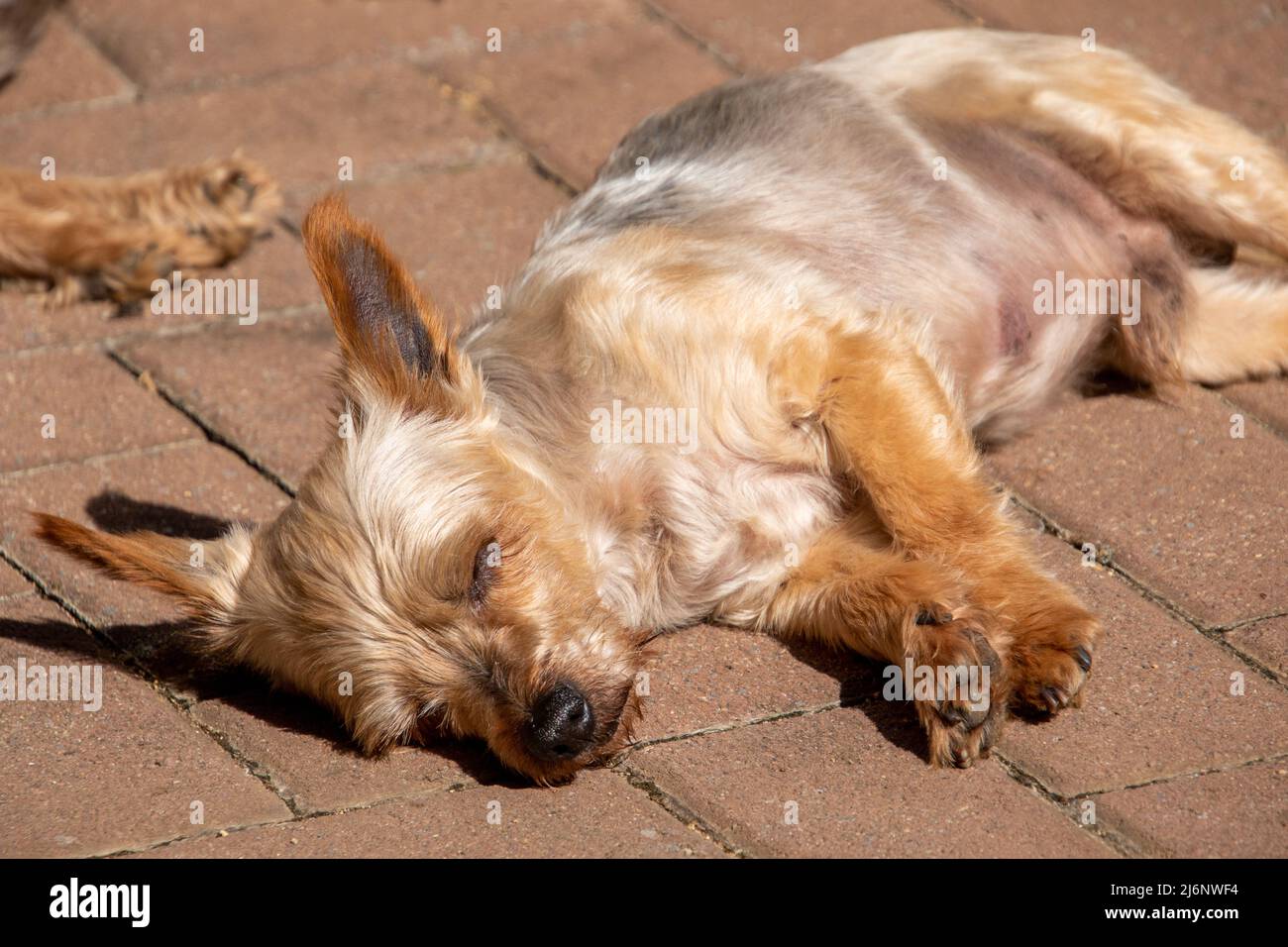 Pet dog sleeping in the sun on a paved verandah Stock Photo Alamy