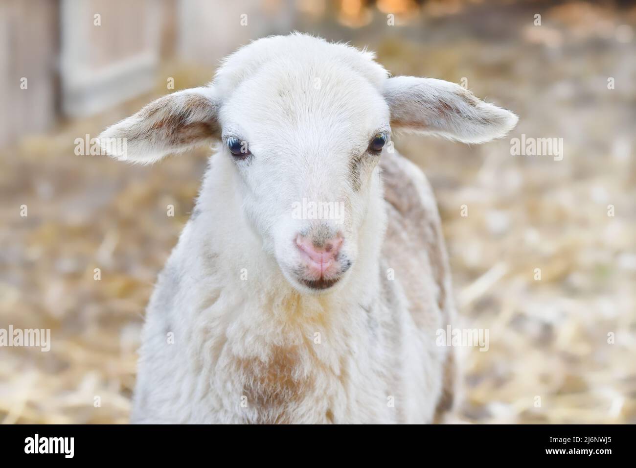 Portrait of a cute white-black-brown lamb. Stock Photo