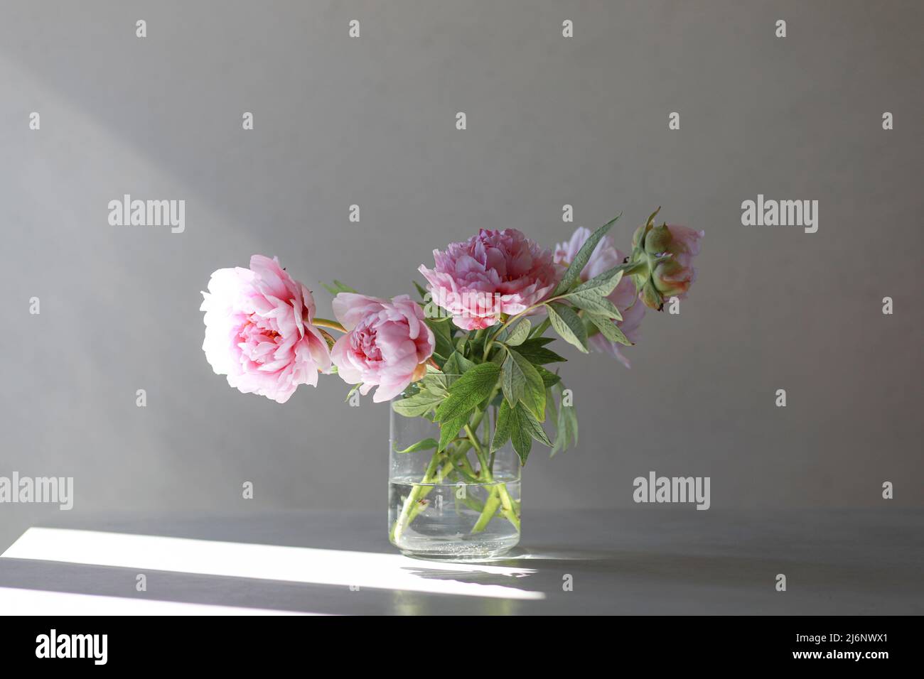 Pastel pink peony flowers bouquet in a glass vase on gray background ...