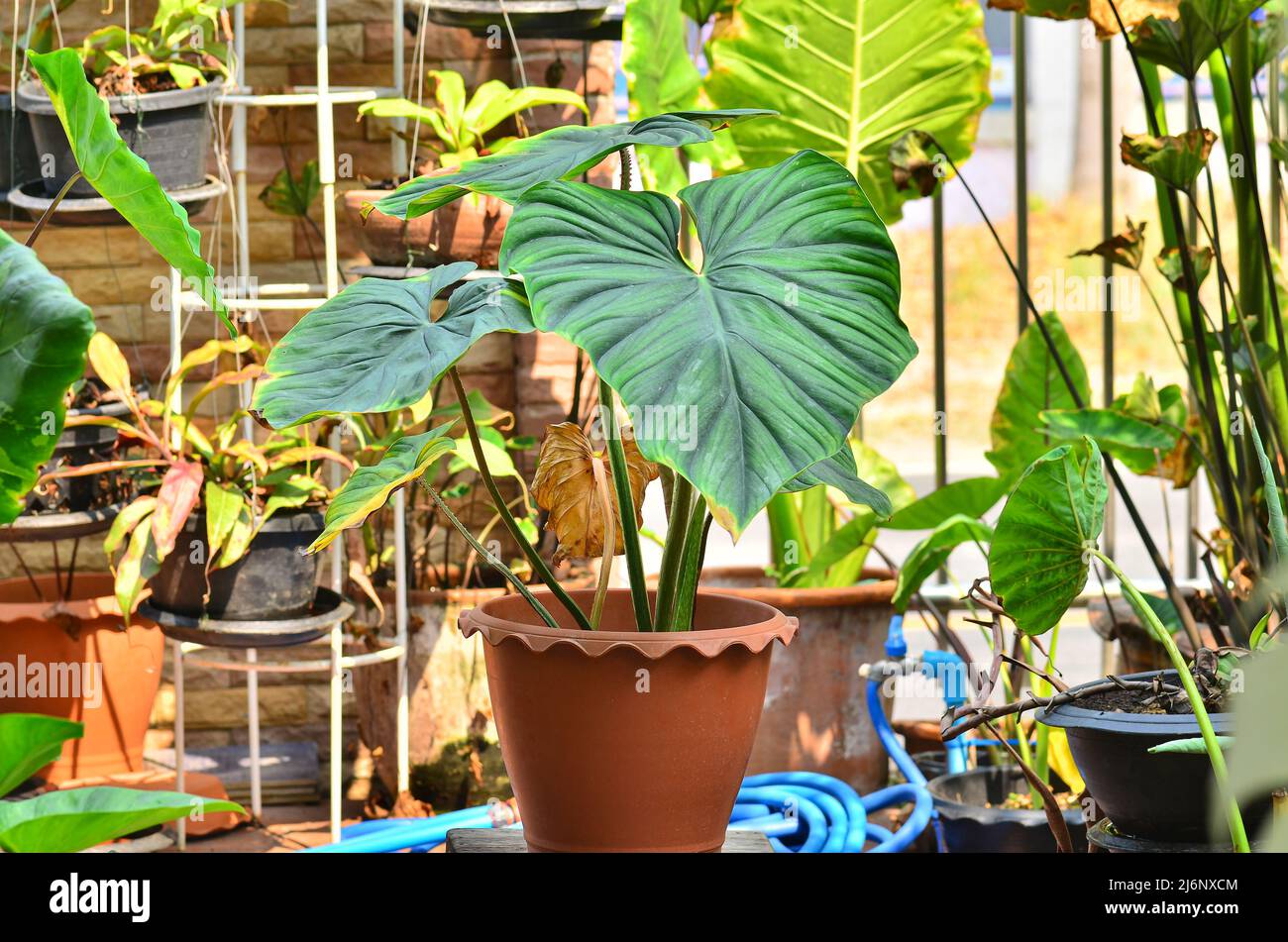 Beautiful philodendron plowmanii black face in pot Stock Photo