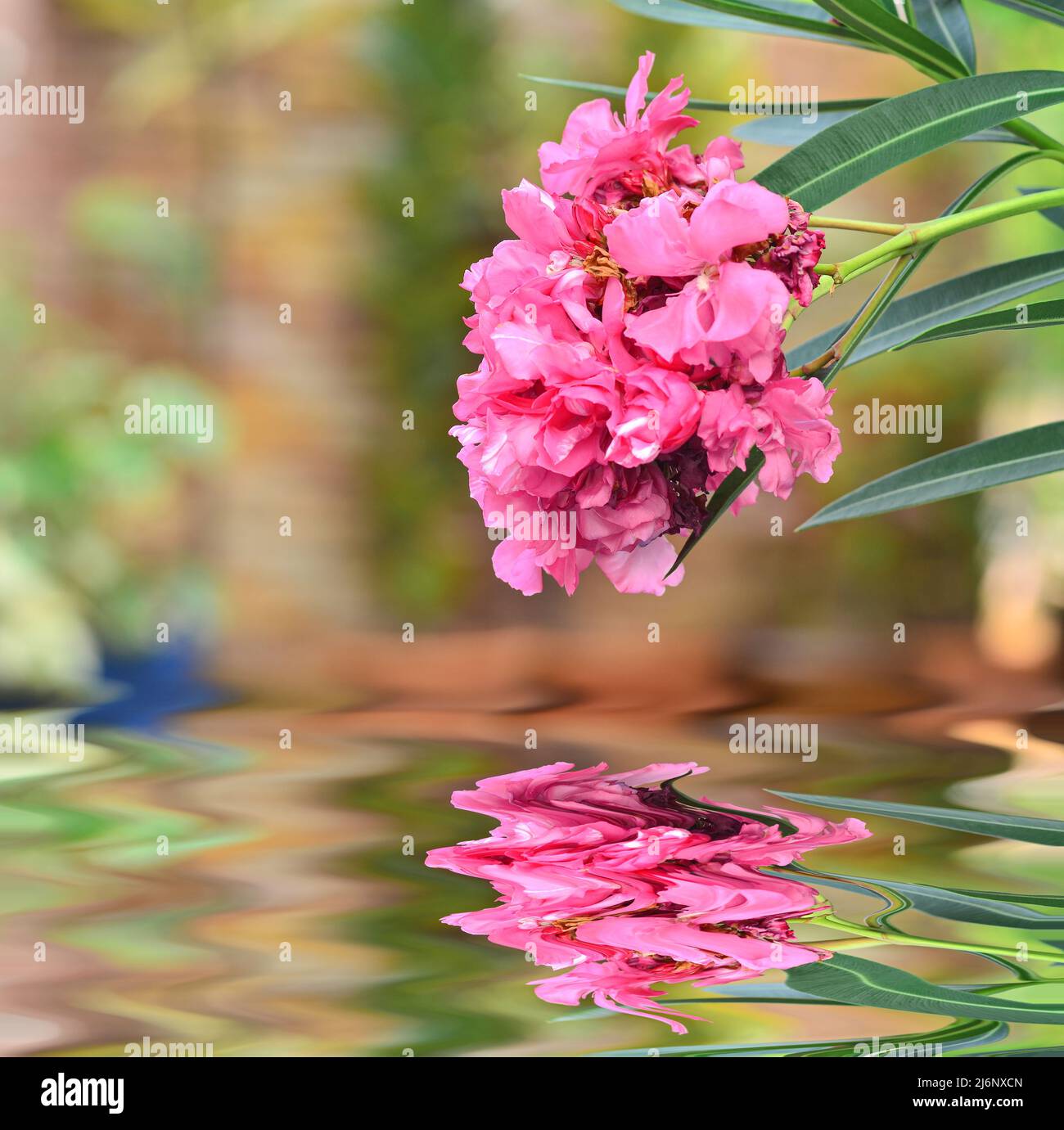 Beautiful Rose Bay bloom in garden with reflection Stock Photo