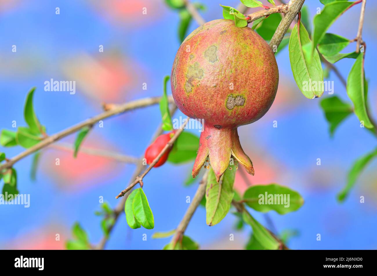 Fresh pomegranate on the tree Stock Photo