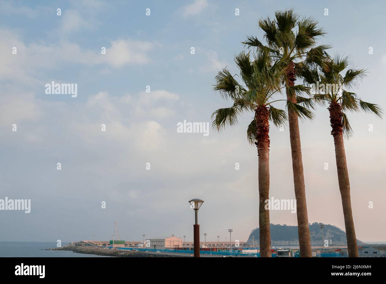 Seogwipo Port and palm trees in Jeju island, Korea Stock Photo Alamy