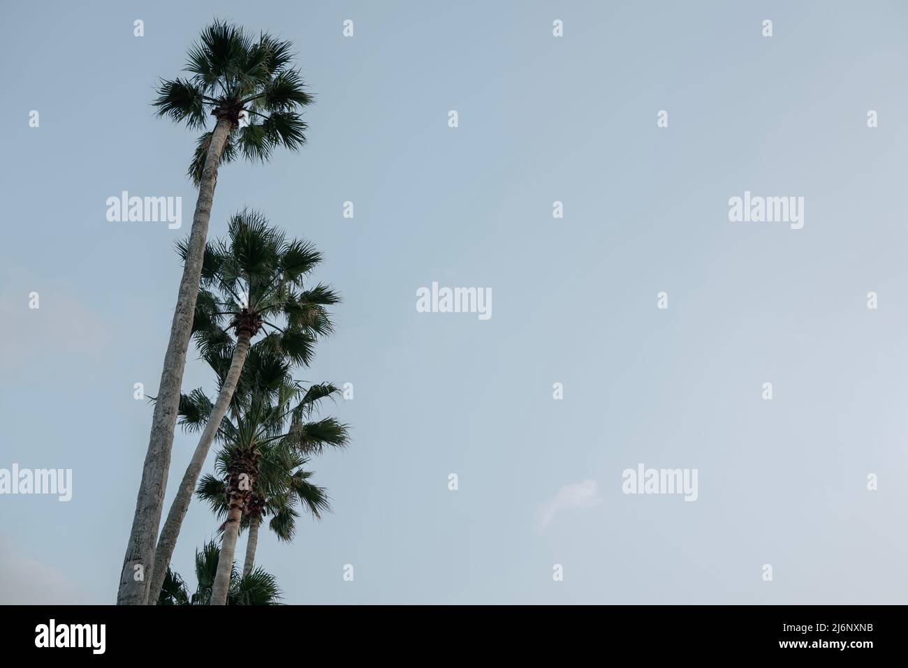 Tropical palm trees in Jeju island, Korea Stock Photo Alamy