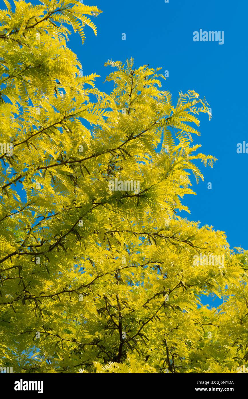 Honey Locust Tree, Gleditsia Triacanthos Stock Photo Alamy
