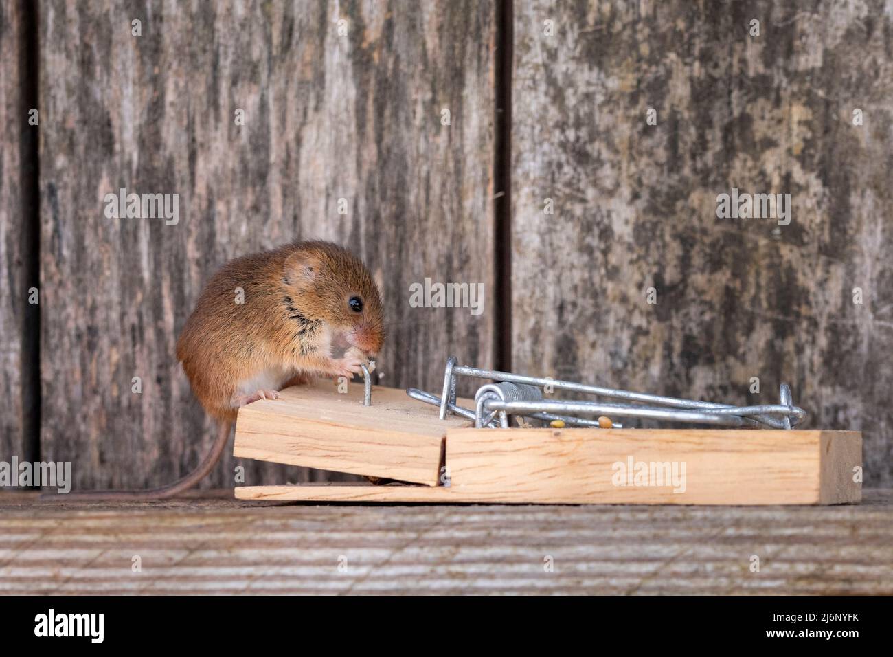 A tiny harvest mouse amongst tools on a shelf in a workshop Stock Photo