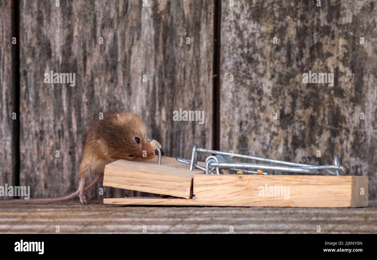 A tiny harvest mouse amongst tools on a shelf in a workshop Stock Photo
