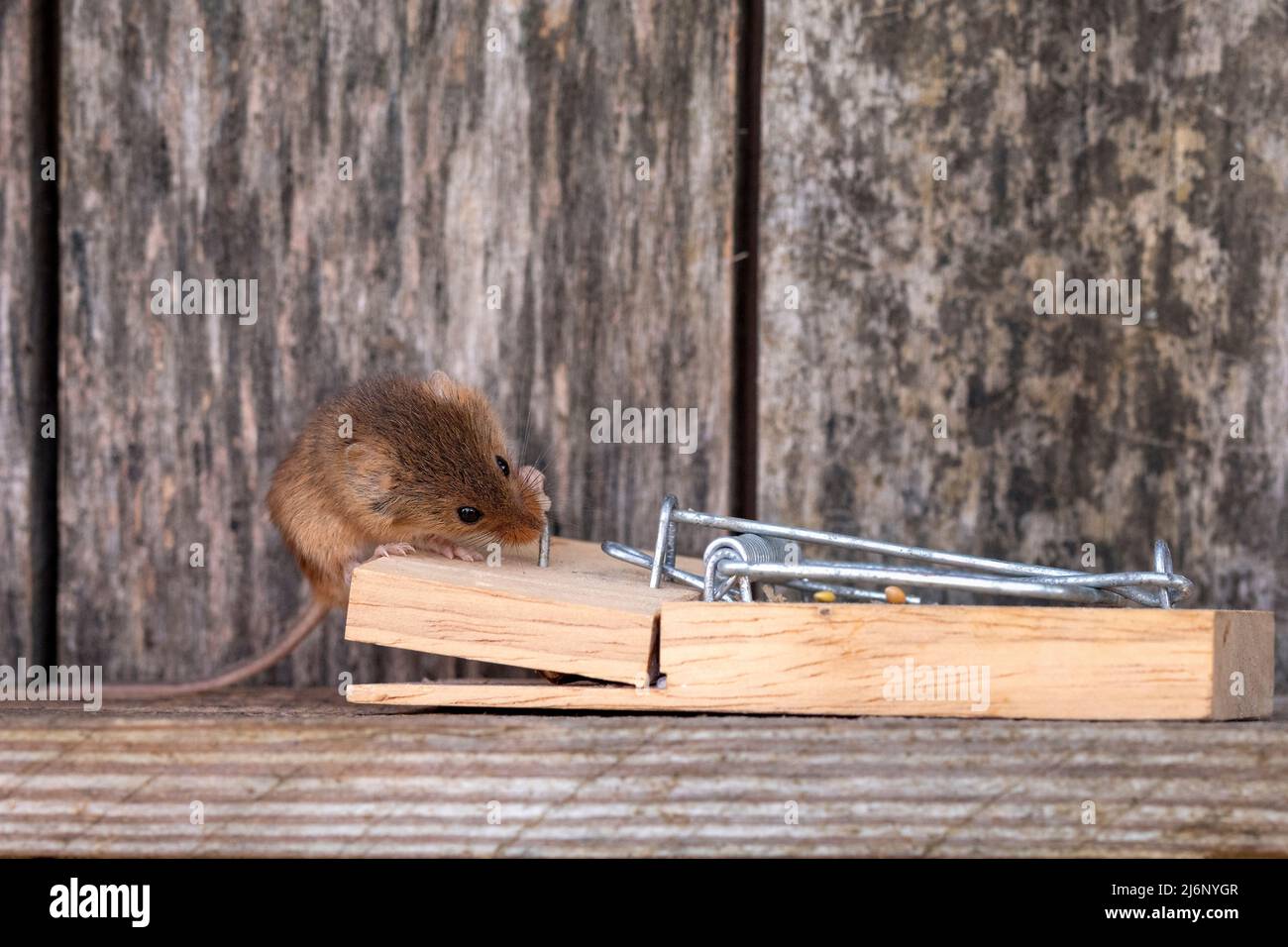 A tiny harvest mouse amongst tools on a shelf in a workshop Stock Photo