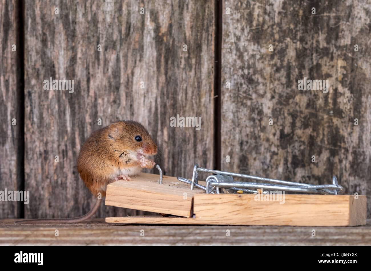A tiny harvest mouse amongst tools on a shelf in a workshop Stock Photo