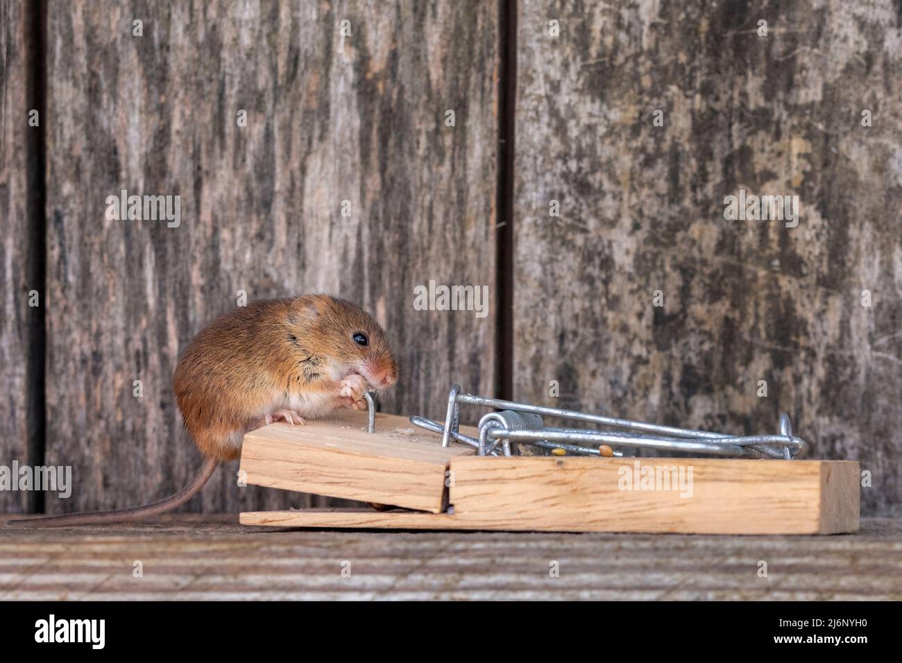 A tiny harvest mouse amongst tools on a shelf in a workshop Stock Photo