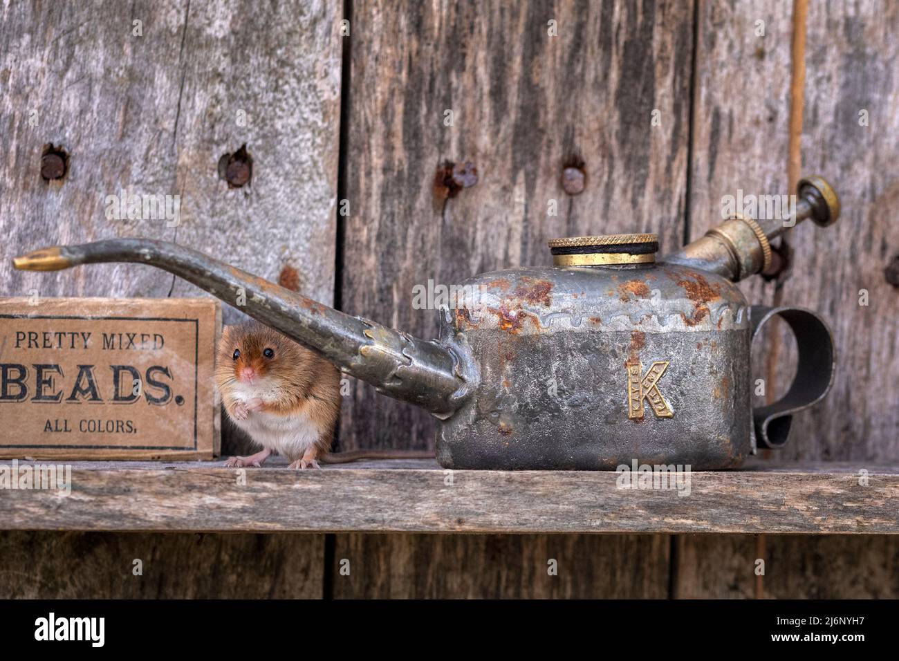 A tiny harvest mouse amongst tools on a shelf in a workshop Stock Photo