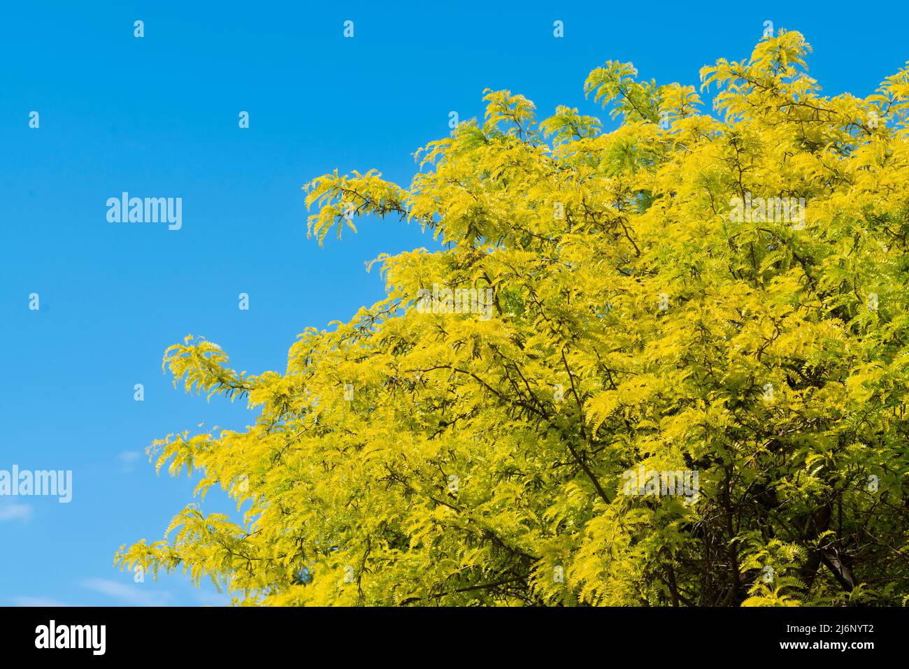 Honey Locust Tree, Gleditsia Triacanthos Stock Photo Alamy