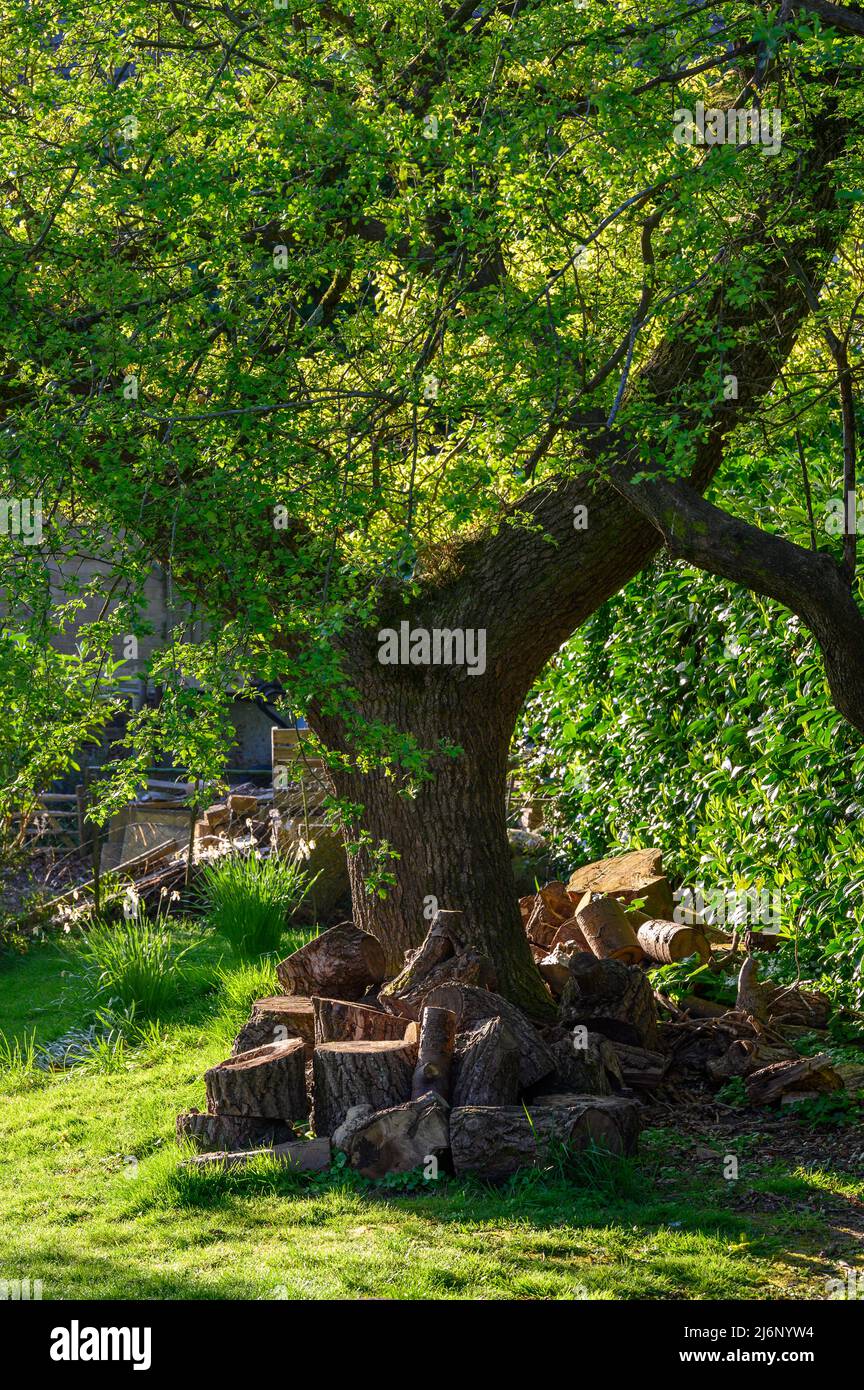 Big, cut logs of a conifer tree piled up on the ground around an oak tree in a garden in West Sussex, England, in early spring sunrise. Stock Photo
